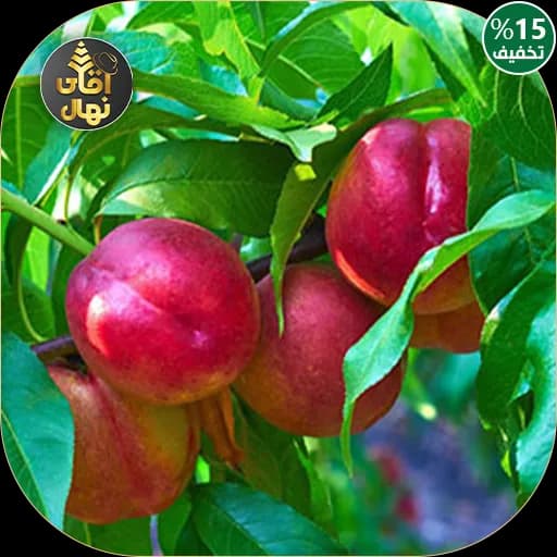 نهال شلیل فانتازیا