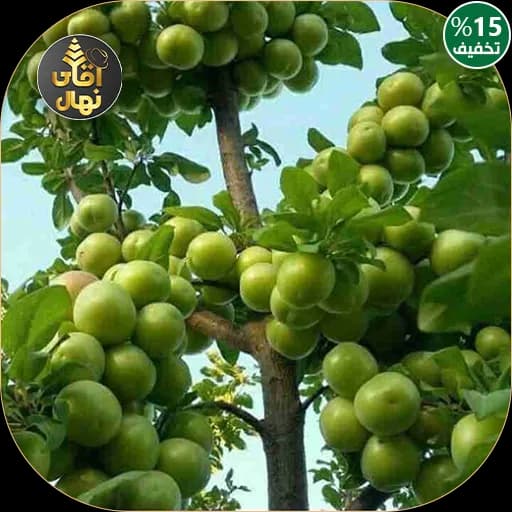 نهال گوجه سبز سلطانی