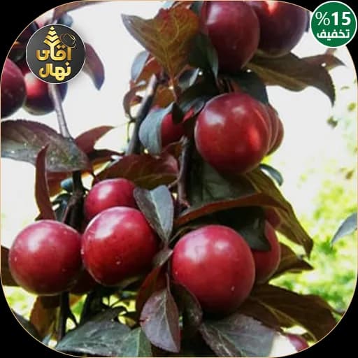 نهال گوجه قرمز آمریکایی