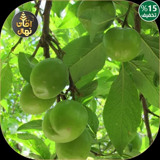 نهال گوجه سبز سردرود