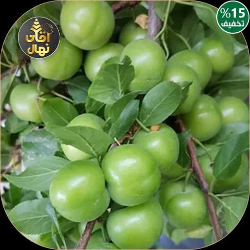 نهال گوجه سبز نخجوان