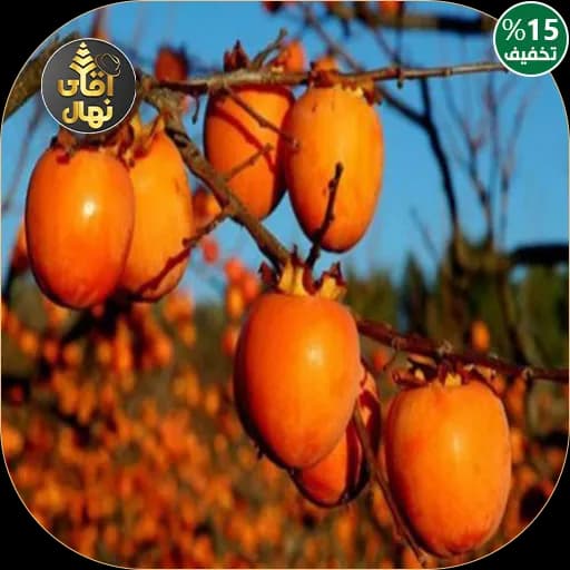 نهال خرمالو گوجه ای ایرانی