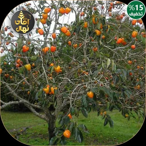 نهال خرمالو آرموند