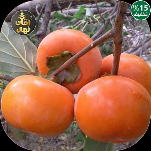 نهال خرمالو ایورکا — تصویر ۳