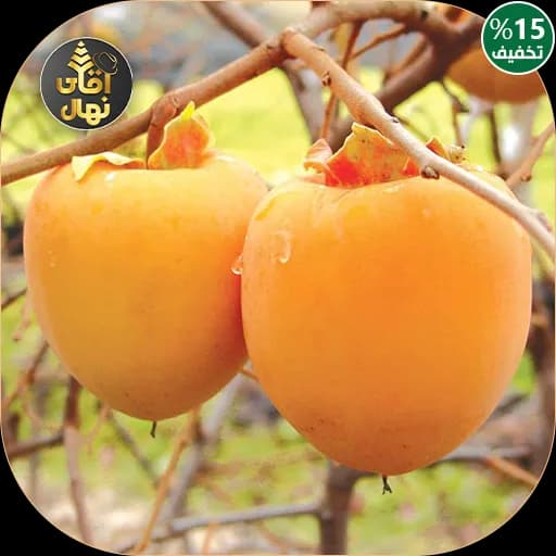 نهال خرمالو انبه ای