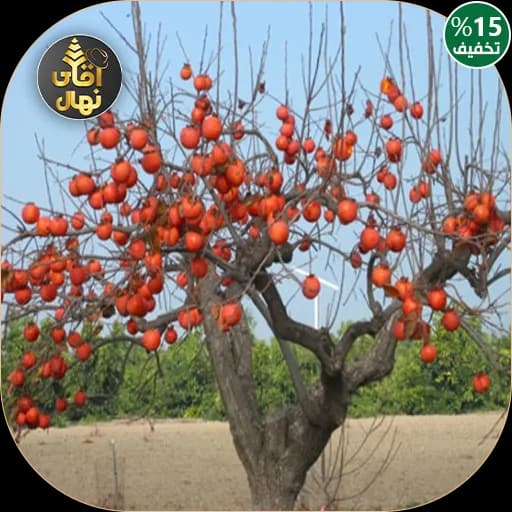 نهال خرمالو پایه کوتاه
