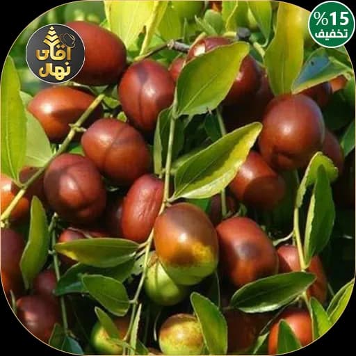 نهال عناب ارمنی