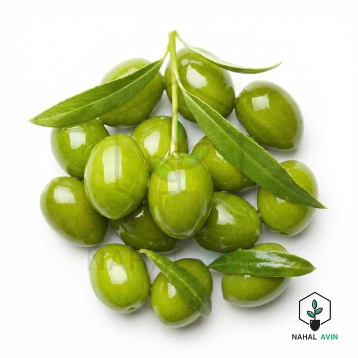 نهال زیتون سوری — تصویر ۲