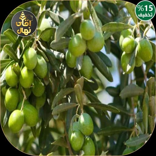 نهال زیتون سوری
