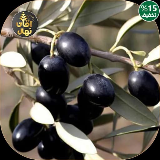 نهال زیتون سیاه — تصویر ۲