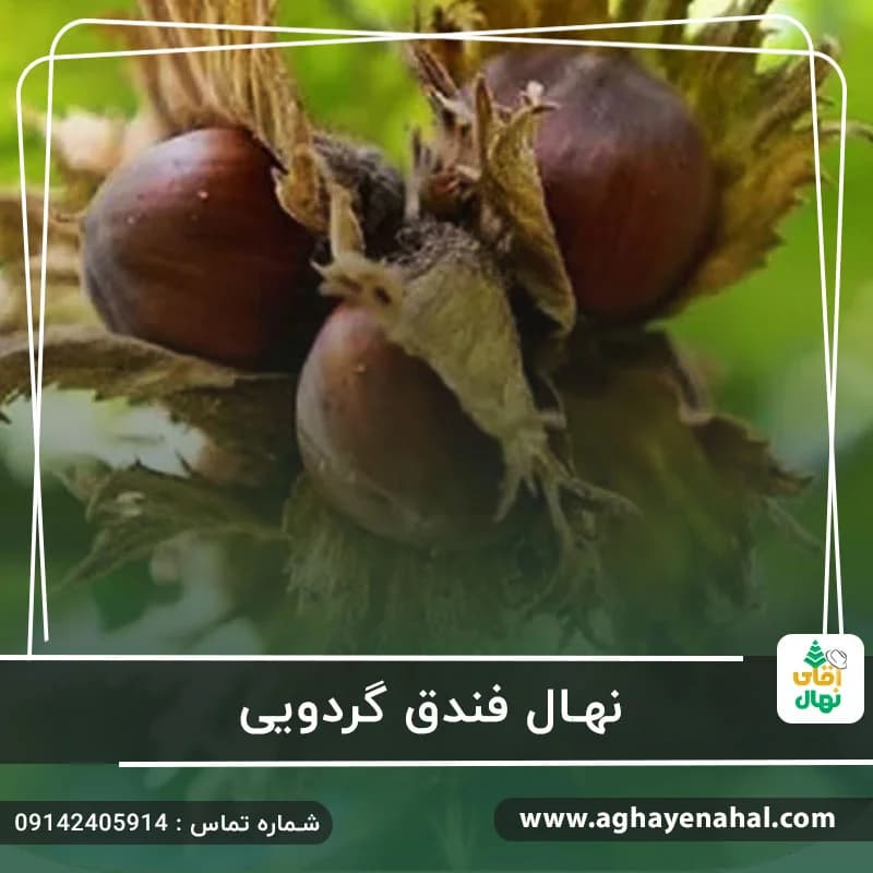 نهال فندق گردویی