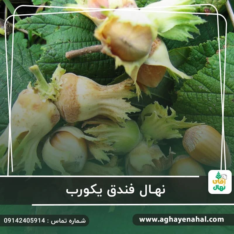 نهال فندق یکورب