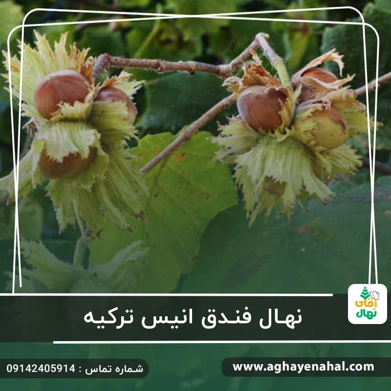 نهال فندق انیس ترکیه — تصویر ۴