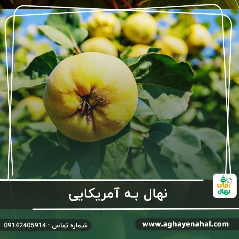 نهال به آمریکایی — تصویر ۲