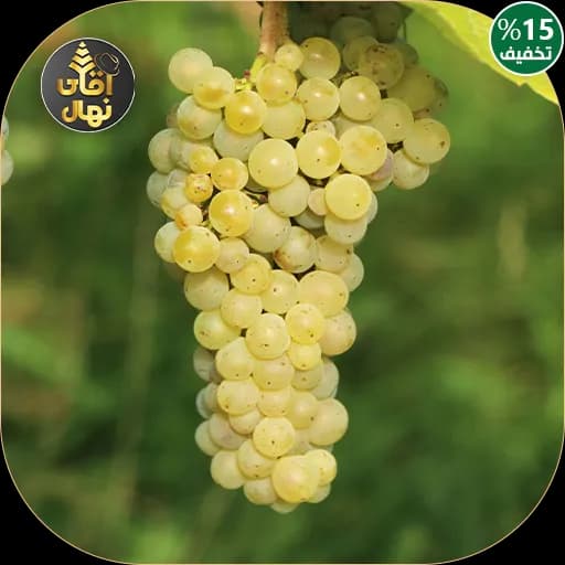 نهال انگور لعل — تصویر ۲
