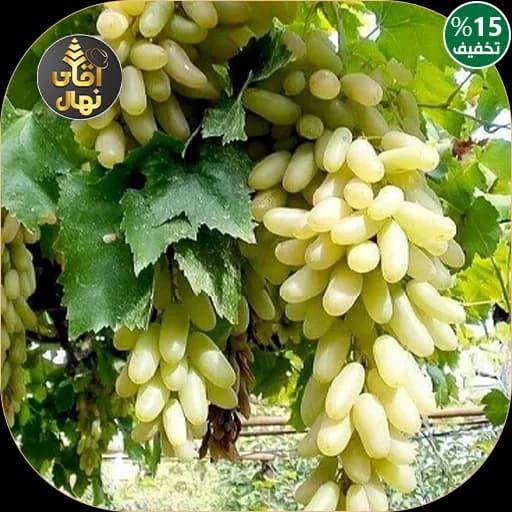 نهال انگور ماری — تصویر ۲