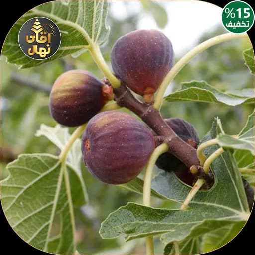 نهال انجیر قرمز فرانسوی