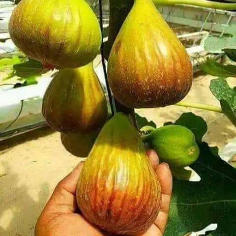 نهال انجیر یزدی — تصویر ۳