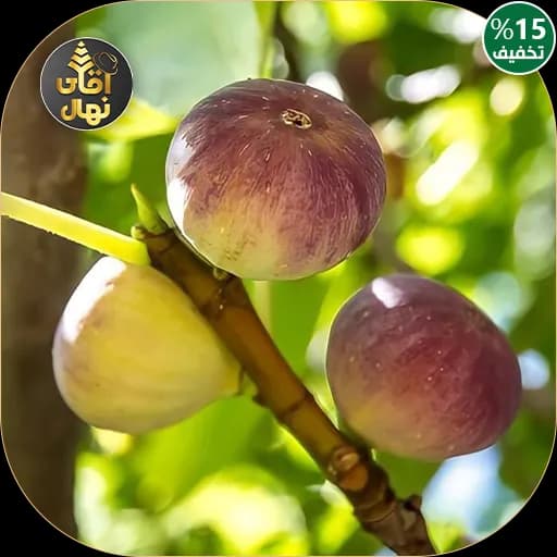 نهال انجیر یزدی