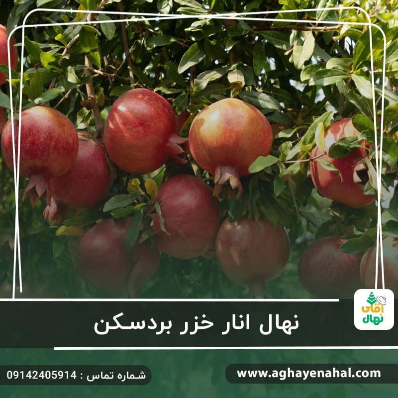 نهال انار خزر بردسکن