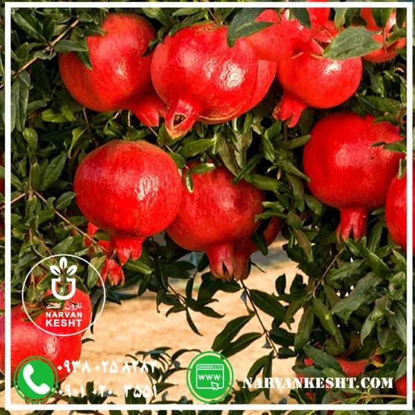 نهال انار پایه کوتاه — تصویر ۳