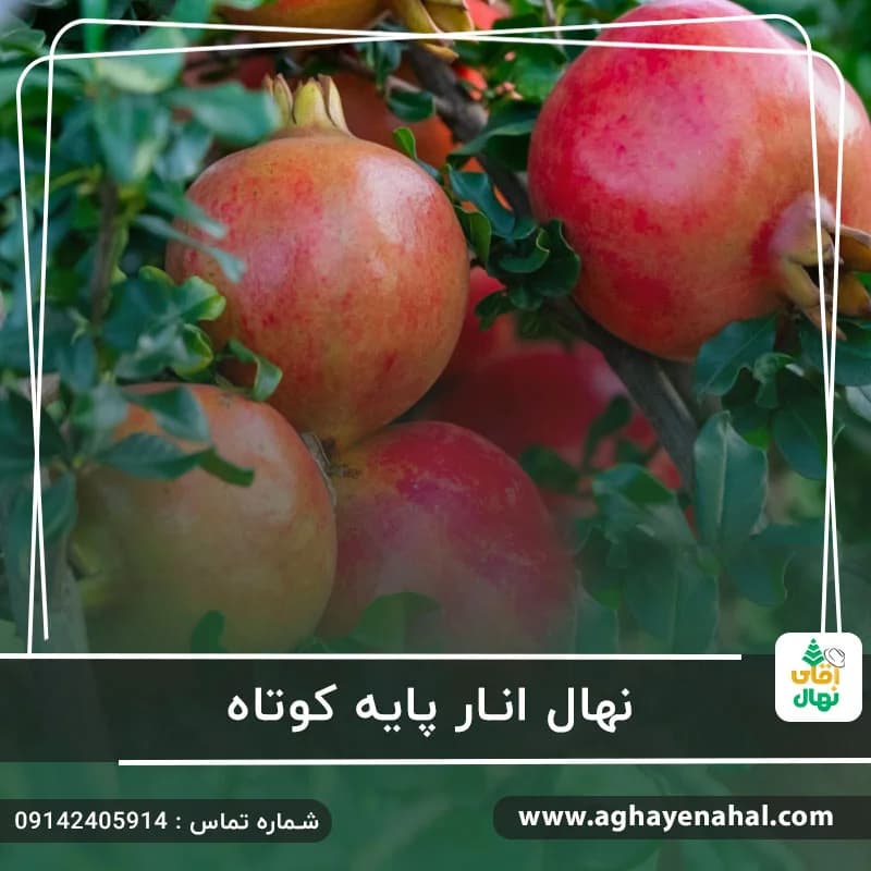 نهال انار پایه کوتاه