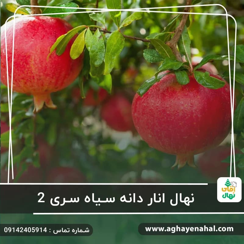 نهال انار دانه سیاه سری2
