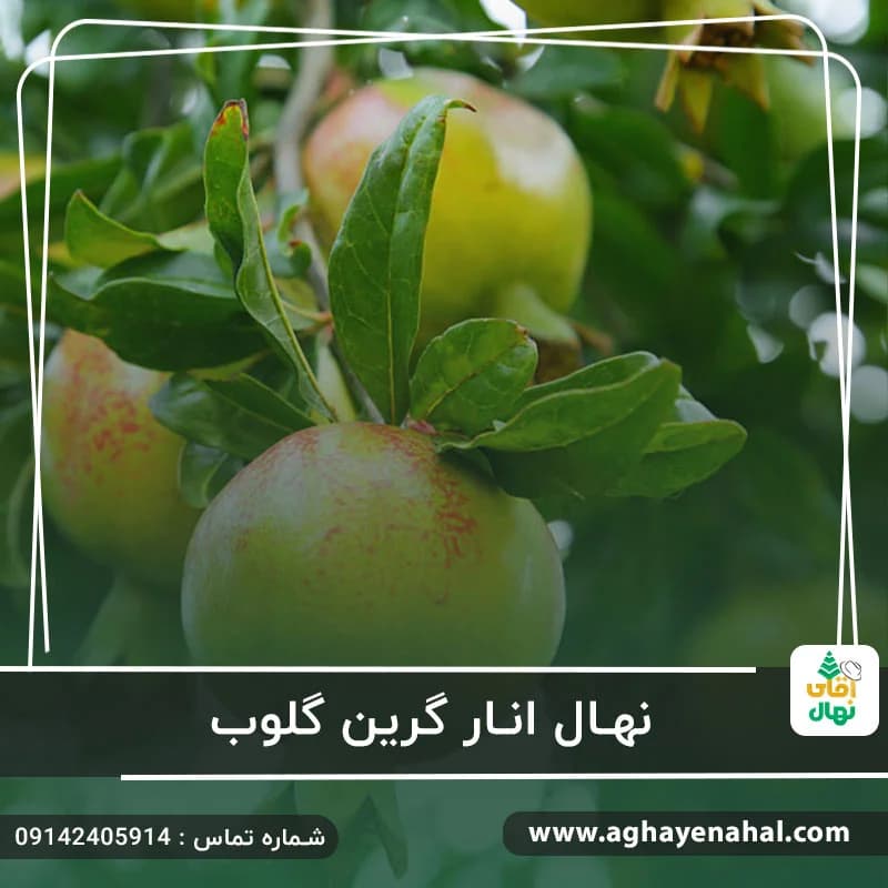 نهال انار گرین گلوب