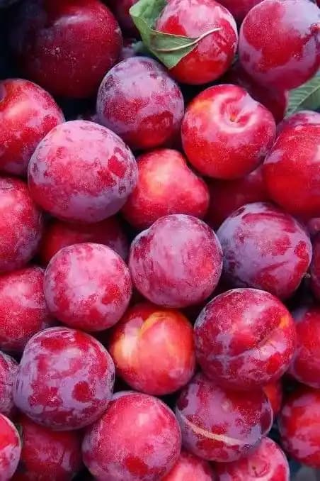 نهال آلو تو سرخ — تصویر ۳