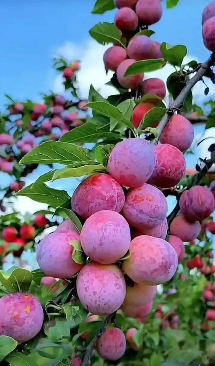 نهال آلو الینا — تصویر ۳