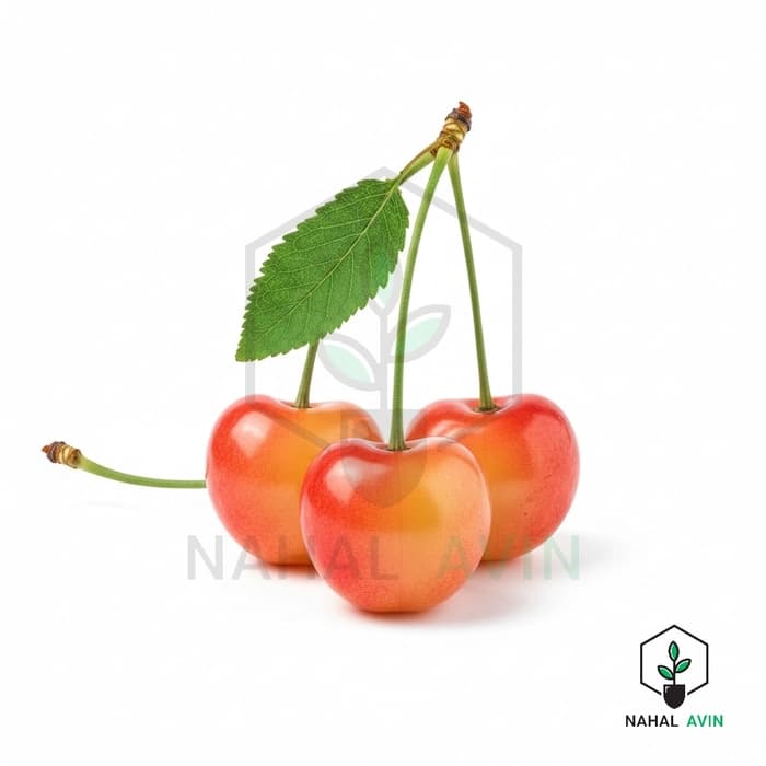 نهال گیلاس مارگارت — تصویر ۲