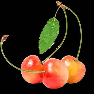 نهال گیلاس مارگارت — تصویر ۴