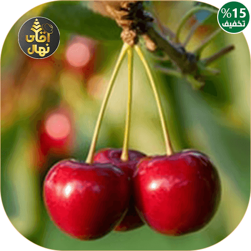 نهال گیلاس مارگارت