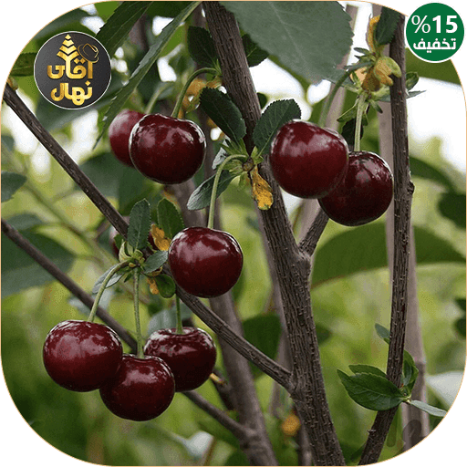 نهال گیلاس تک شاخ وارداتی