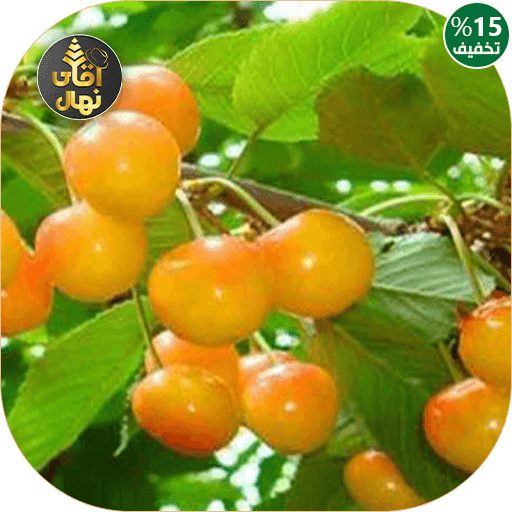 نهال گیلاس اس کی 10203 — تصویر ۲