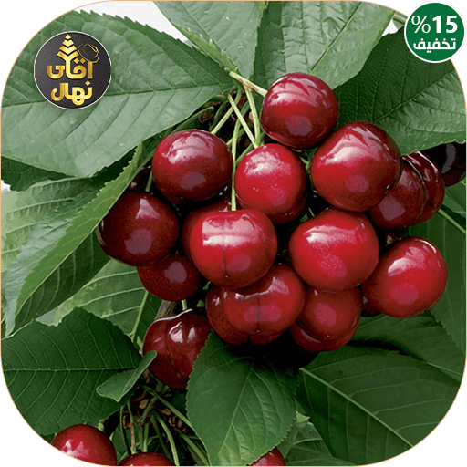 نهال گیلاس بینگ — تصویر ۳