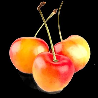 نهال گیلاس رژینا — تصویر ۵