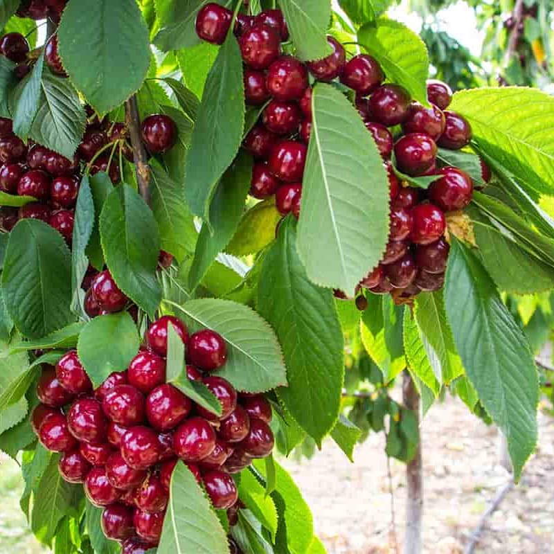 نهال گیلاس نوبل — تصویر ۵