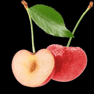 نهال گیلاس نوبل — تصویر ۴