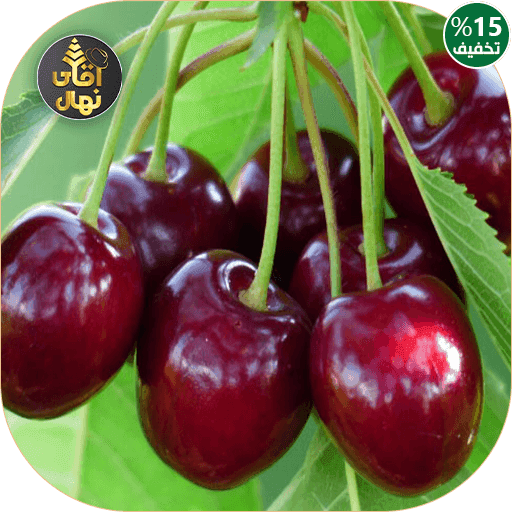 نهال گیلاس نوبل — تصویر ۳