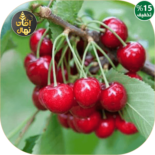 نهال گیلاس مالزیا