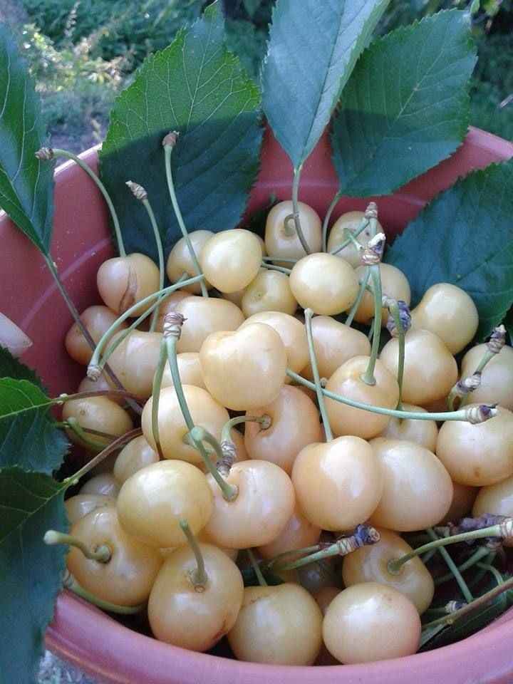 نهال گیلاس زرد موزی — تصویر ۳