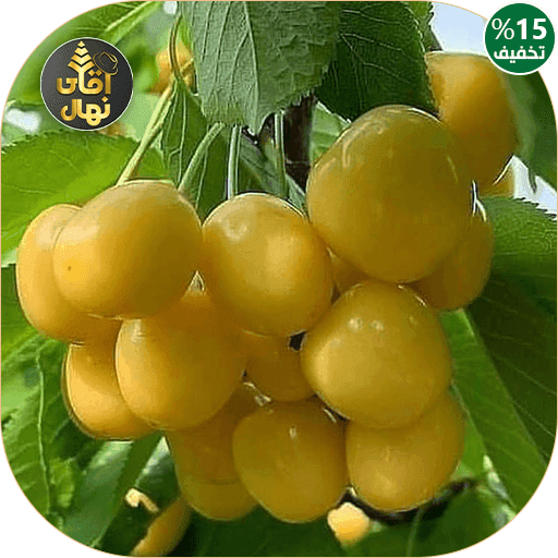نهال گیلاس زرد ارومیه — تصویر ۳