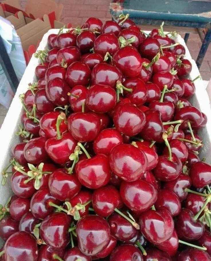 نهال گیلاس دلارکا — تصویر ۴
