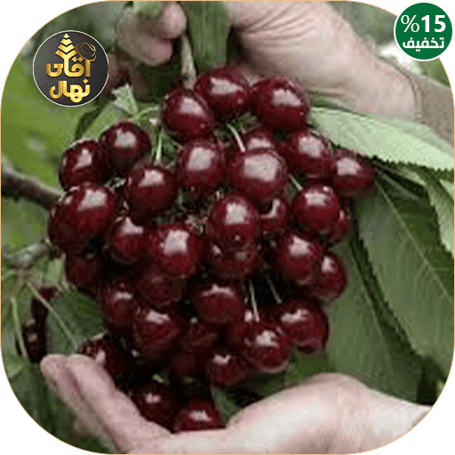 نهال گیلاس دلارکا — تصویر ۲