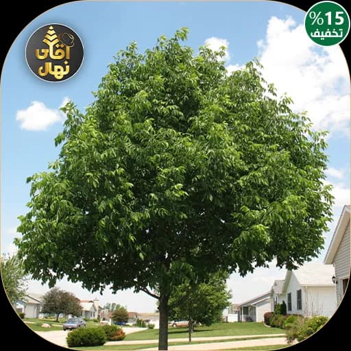 نهال زبان گنجشکی
