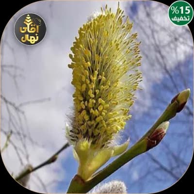 نهال بیدمشک
