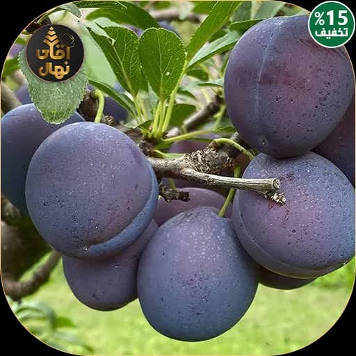 نهال آلو خرمایی