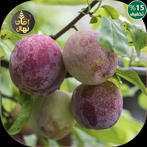 نهال آلو خاکی خونی