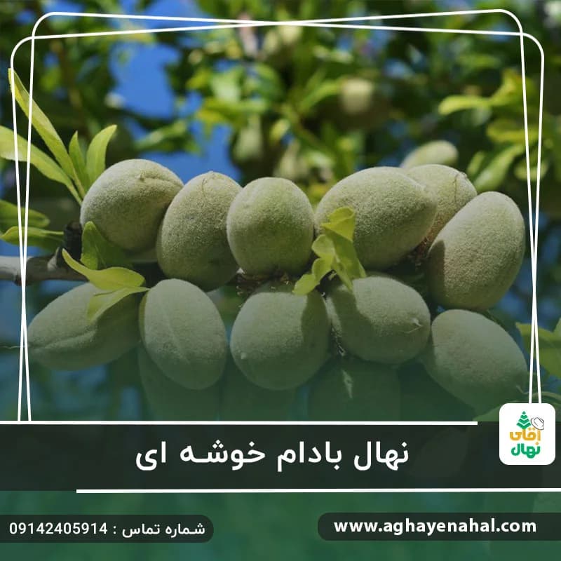 نهال بادام خوشه ای
